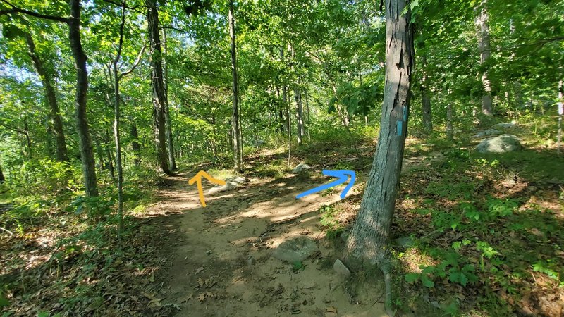 Showing the trail fork, it's not marked on the map but the town holds crosscountry races on the trail.