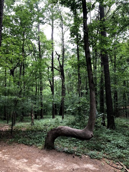 This tree has a really strange shape. I always enjoy riding by it and wondering how this could have happened.