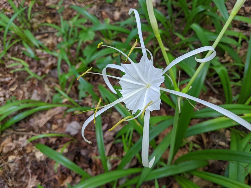 Spider Lilies, blooming in July