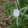 Spider Lilies, blooming in July