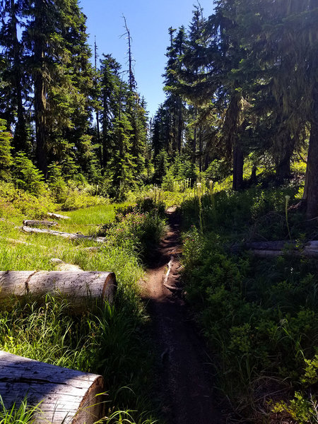 High alpine marsh.