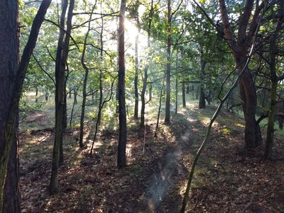 Way up in the morning