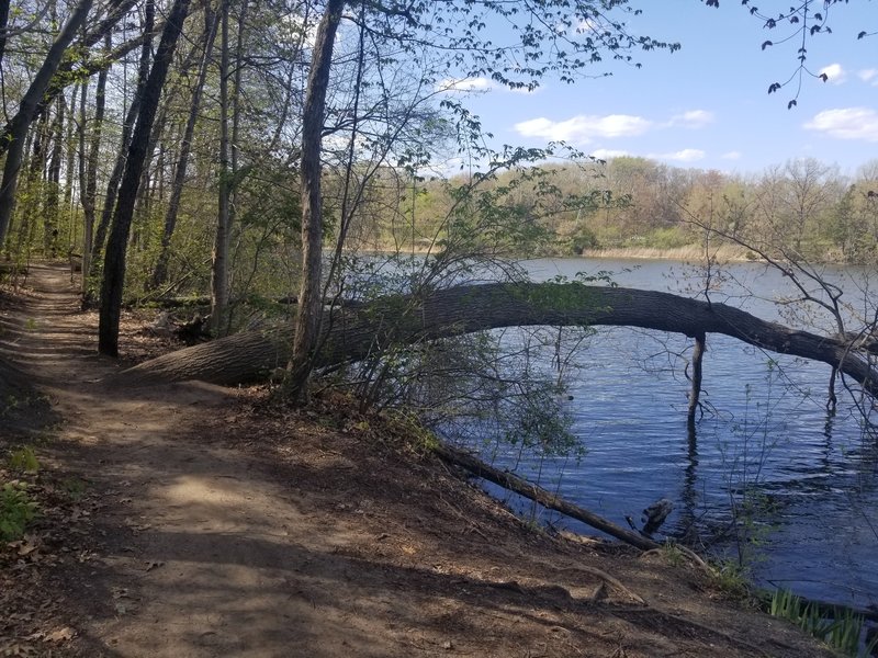 Westbound on the Lakeview Trail - Newburgh Lake and an old tree drinking the water.