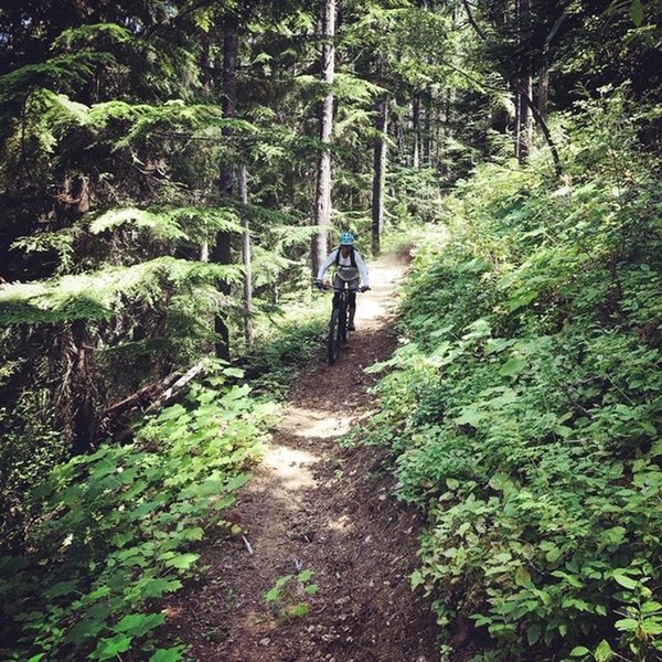 Fast and flowy singletrack coming down Kelly Pass.