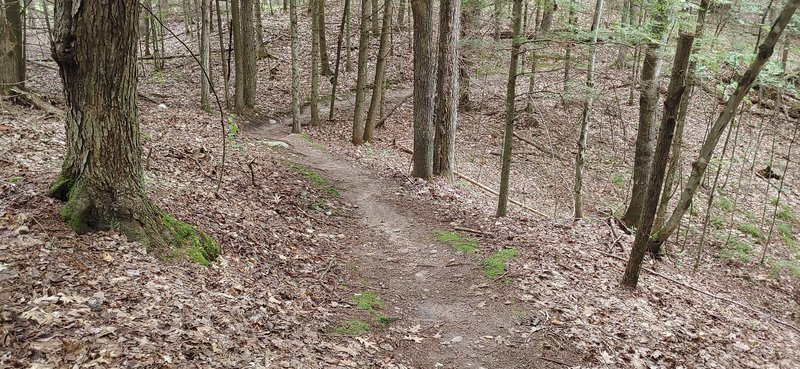 a section of the raven trail