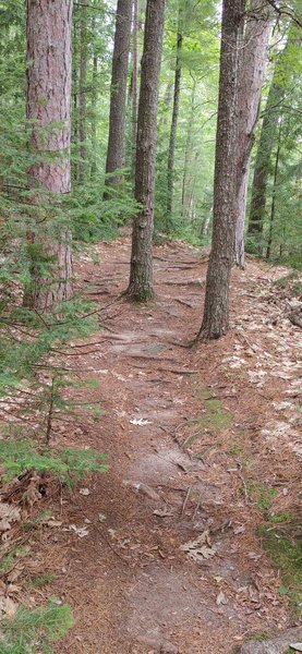 lots of roots on this climb