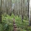 Aspen grove along the Salt Creek downhill.