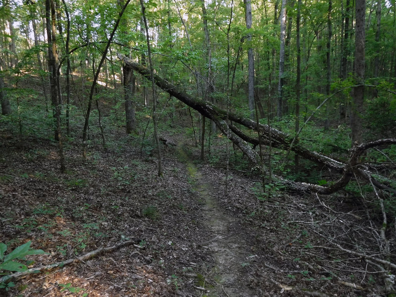 This trail feels remote. Drive into the woods and ride further into the woods. Has a cemetery too to add to the mood.