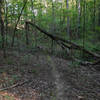 This trail feels remote. Drive into the woods and ride further into the woods. Has a cemetery too to add to the mood.