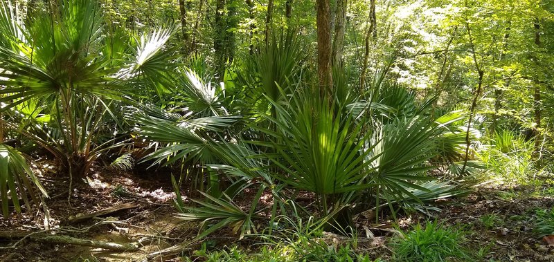 Saw Palmettos