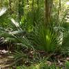 Saw Palmettos