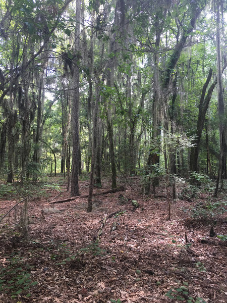 "Pleasant surprise, great flowy trail with beautiful scenery...just don't be the first on the trail. Lots of spider webs."