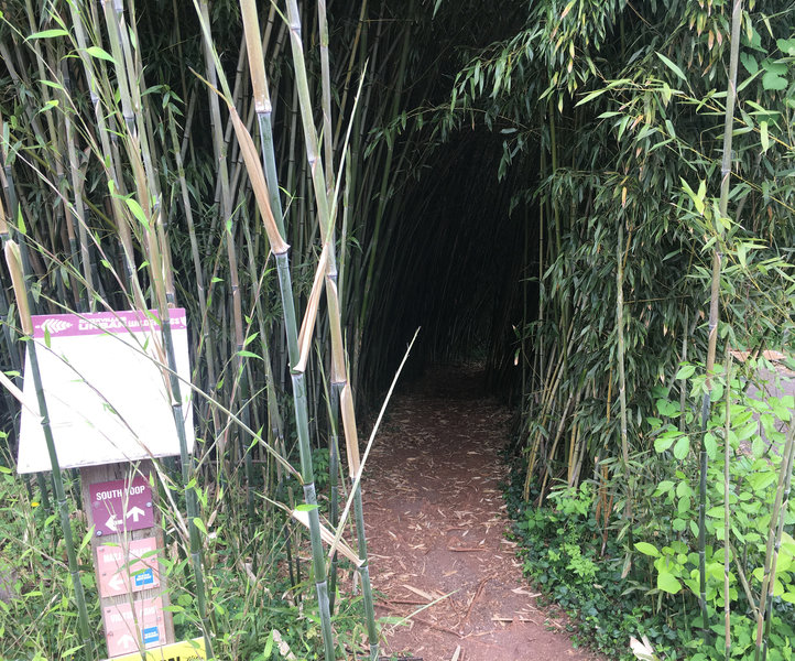 Bamboo tunnel was one of the many great variations to this trail. Had it all.