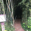 Bamboo tunnel was one of the many great variations to this trail. Had it all.