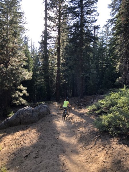 Heading into the redwoods towards the end of the ride.
