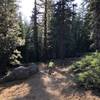 Heading into the redwoods towards the end of the ride.