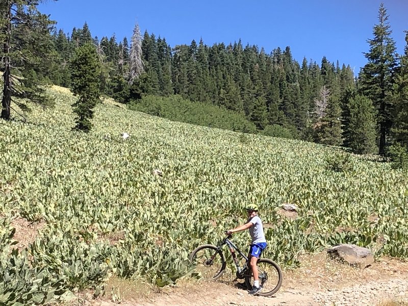 Corral Meadows OHV trail