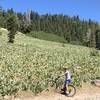 Corral Meadows OHV trail