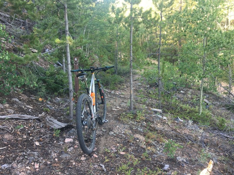 Narrow singletrack on the 1214.1 Pinkham Mountain Loop Trail