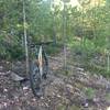 Narrow singletrack on the 1214.1 Pinkham Mountain Loop Trail