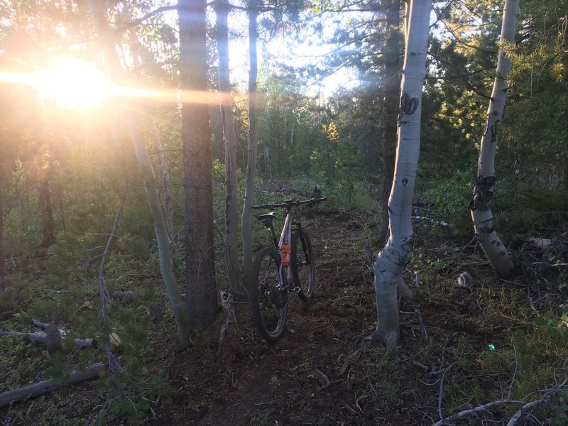 Freshly cut 2020 singletrack on the 1214.1 Pinkham Mountain Loop Trail