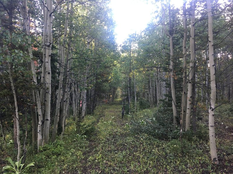 Aspen-lined trail on the 1214.1 Pinkham Mountain Loop