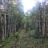 Aspen-lined trail on the 1214.1 Pinkham Mountain Loop