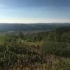 NF916.1 Pinkham Mountain Loop - Overlook viewing Roosevelt NF - Canyon Lakes district