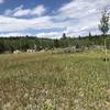 Open field along the trail