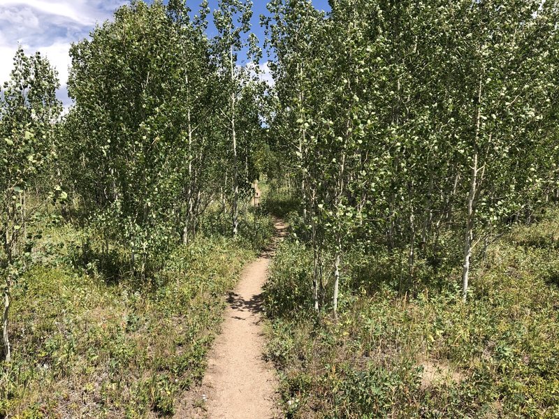 Entering Yellow Dot Trail (the aspens get bigger farther along)