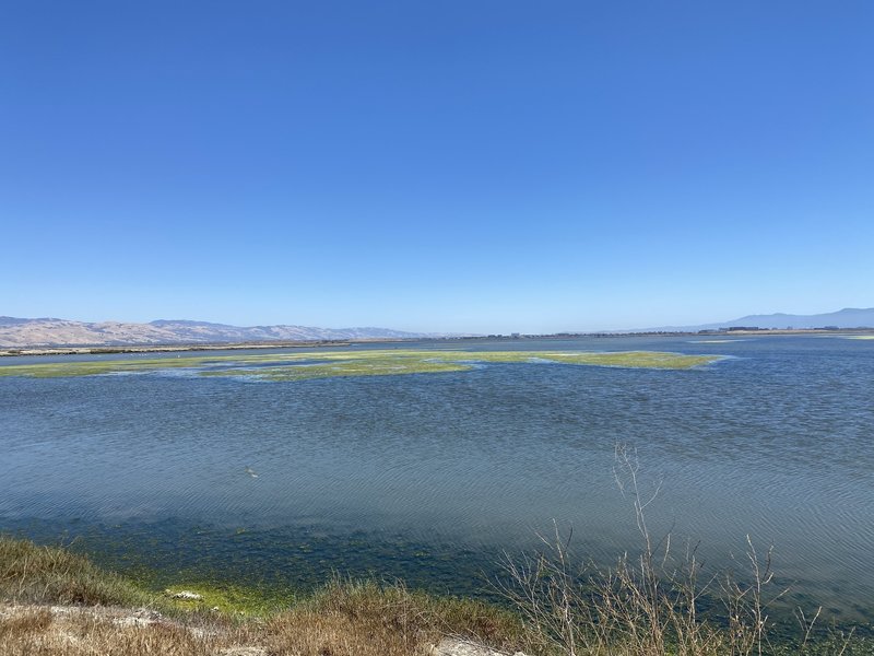 Alviso Slough Trail - Wide Open Bay Views