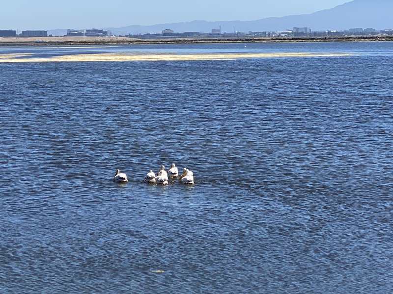 Alviso Slough Trail - Native wildlife is abundant