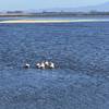 Alviso Slough Trail - Native wildlife is abundant