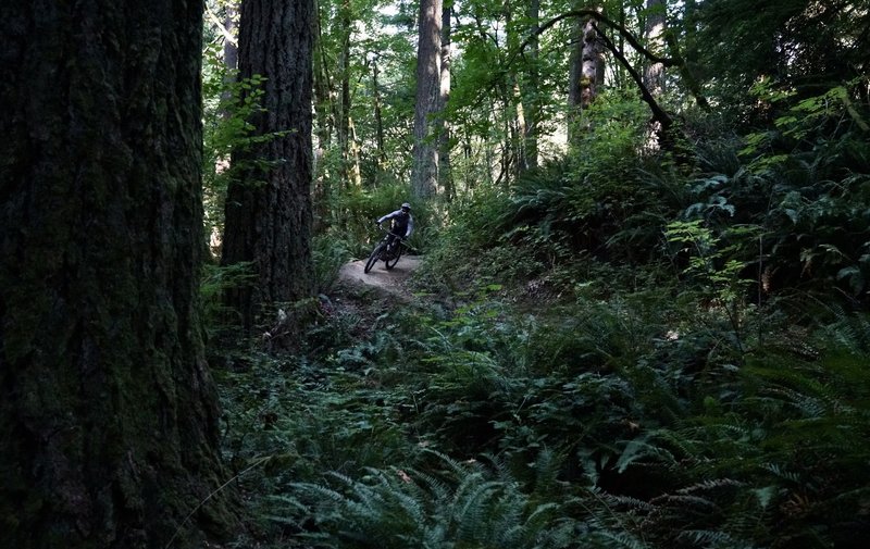 Lacamas lake mountain store bike trail