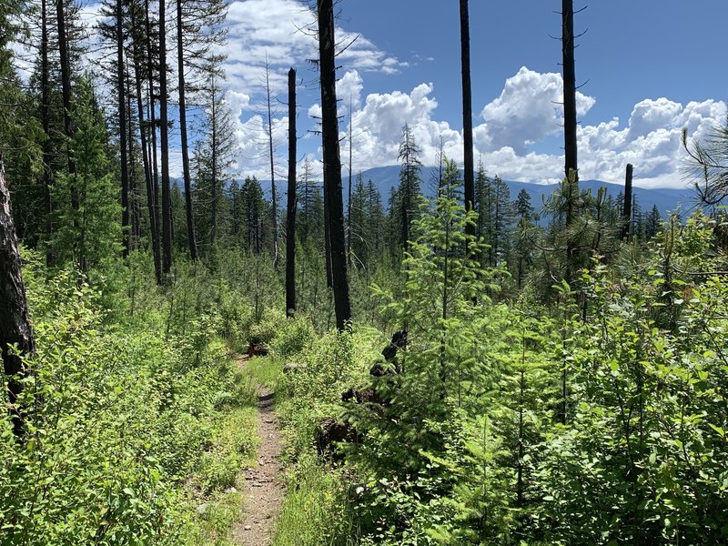 View near high point of Woodrat Trail.