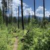 View near high point of Woodrat Trail.