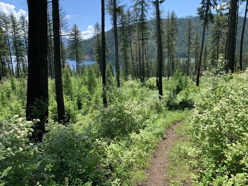 Woodrat Trail approaching southern trailhead near Outlet Bay.