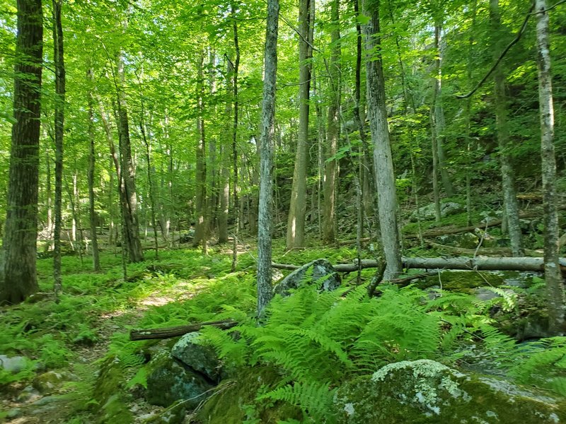 Singletrack through the ferns.