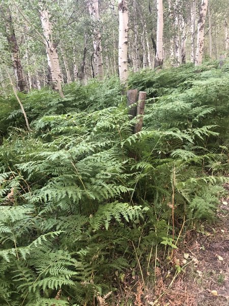 A passage of Ferns through Fenceline Trail.