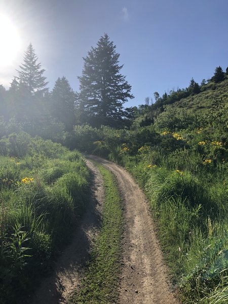 Through the wildflower meadows of Corral Creek.