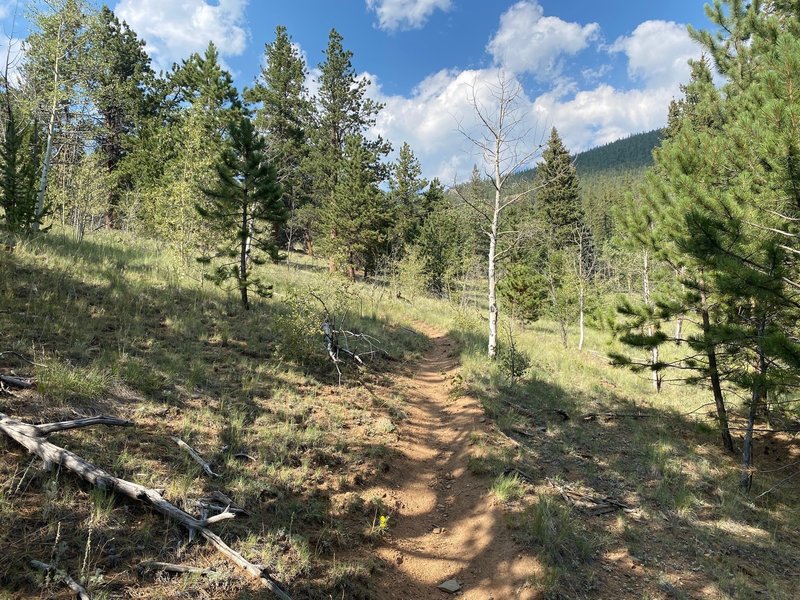 Transitioning to Pine forest after crossing the creek.