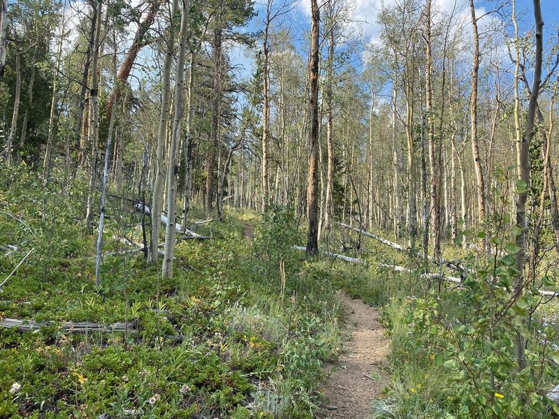 Last bit of smooth trail in the Aspens before entering the rocky section in the Pine forest.