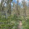 Last bit of smooth trail in the Aspens before entering the rocky section in the Pine forest.