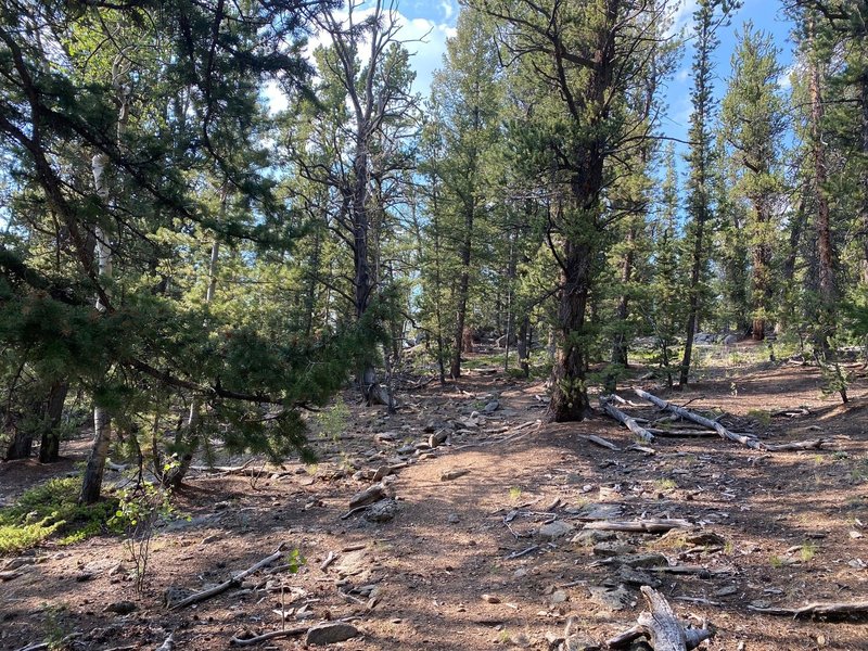 Pine forest, trail starting to get more rocky.