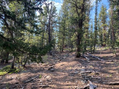 Pine forest, trail starting to get more rocky.