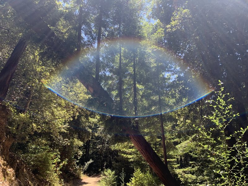 El Corte de Madera Loop - down at the bottom in the redwoods