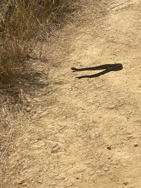 Disturbed a beautiful Rattler warming up in the morning sun.