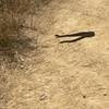 Disturbed a beautiful Rattler warming up in the morning sun.