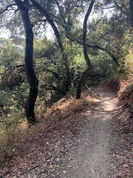 Steep downhill with sharp turn on the back end of the loop.