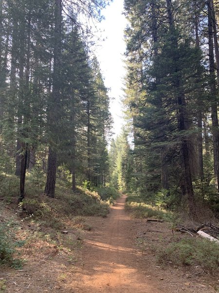 Beautiful ride through the forest.